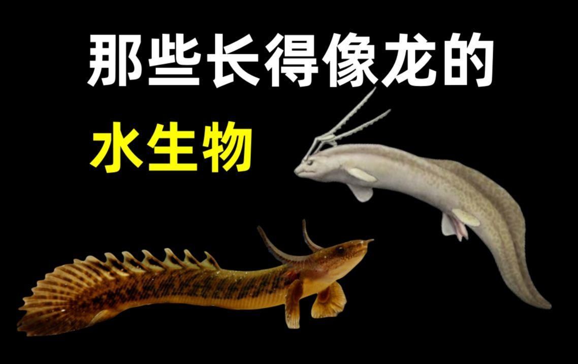 哪種魚最像龍魚，適合初學者飼養？，哪種魚最像龍魚 哪種魚最像龍魚，適合初學者飼養？，哪種魚最像龍魚 龍魚百科