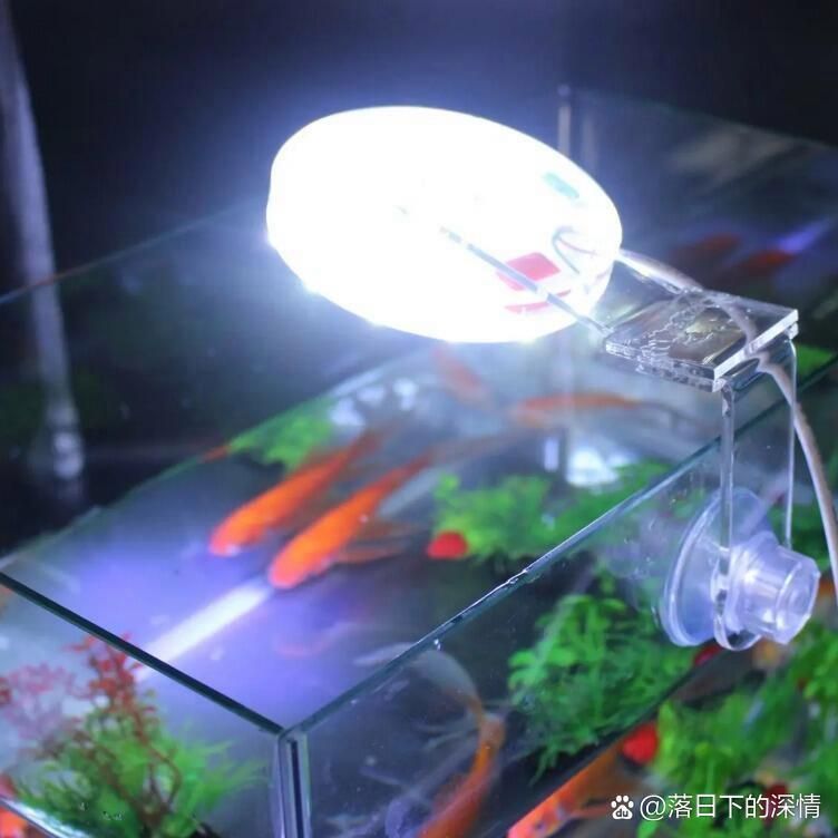 如何判斷龍魚發(fā)色燈是否安裝正確？，如何判斷龍魚發(fā)色燈安裝正確 如何判斷龍魚發(fā)色燈是否安裝正確？，如何判斷龍魚發(fā)色燈安裝正確 龍魚百科 第7張
