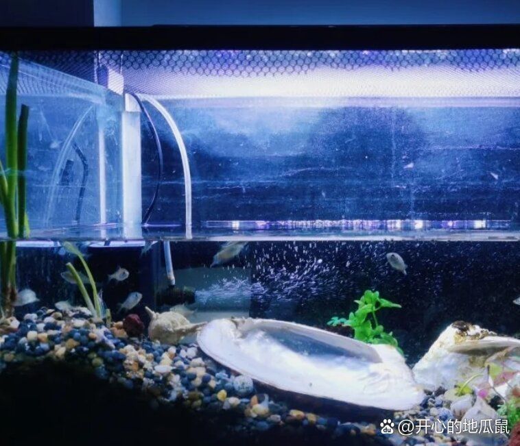 如何判斷龍魚發(fā)色燈是否安裝正確？，如何判斷龍魚發(fā)色燈安裝正確 如何判斷龍魚發(fā)色燈是否安裝正確？，如何判斷龍魚發(fā)色燈安裝正確 龍魚百科 第8張