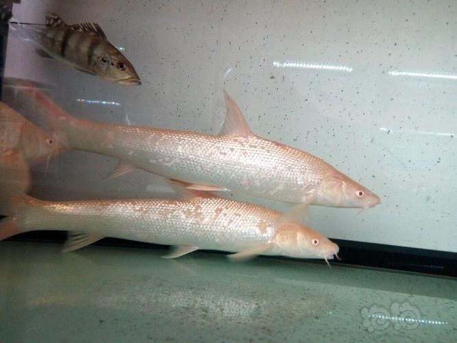 白子招財龍有哪些品相特征，白子招財龍有哪些品相特征，