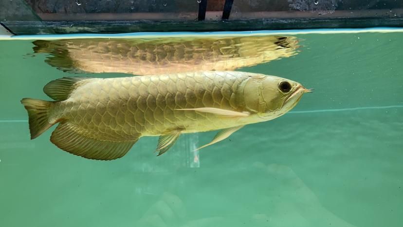 如何辨別真假增城龍魚？，如何辨別真假增城龍魚，用戶要求1000字內容和配圖