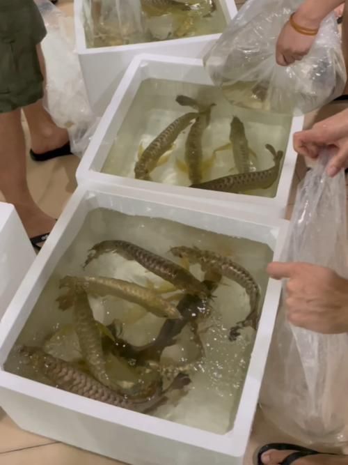 武清龍魚的市場價格，武清龍魚市場價格受多個因素綜合影響武清龍魚市場價格