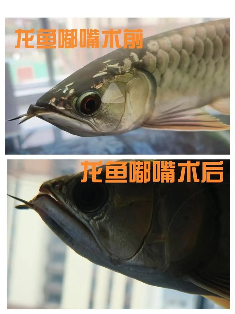 如何判斷龍魚下顎是否完全恢復？，ai/計算機領域論文助手工具判斷龍魚下顎是否完全恢復