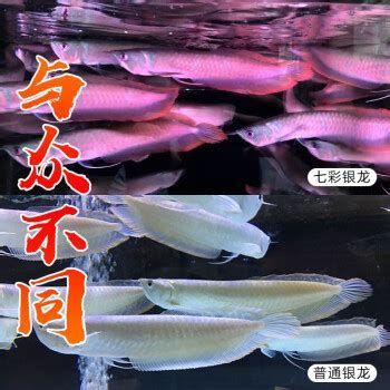 銀龍魚百科，觀賞魚界的“水中貴族”銀龍魚，優雅且“跳躍”能力