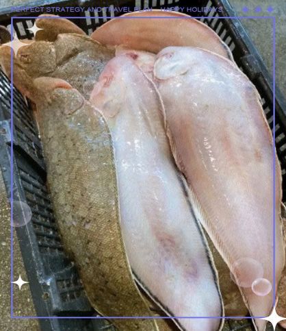 如何辨別真假龍利魚圖片對(duì)比，如何辨別真假龍利魚