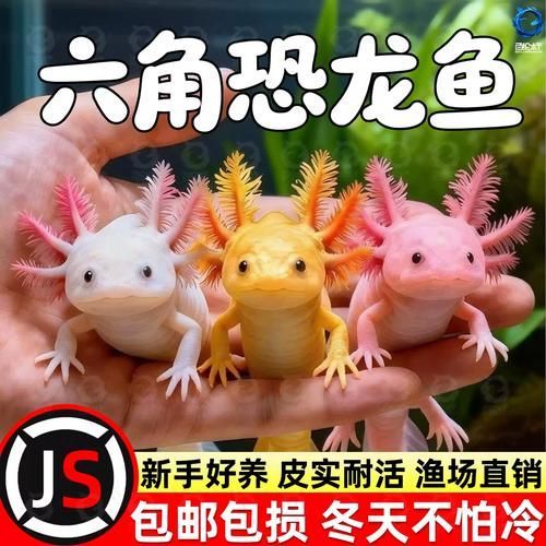 六角龍飼養(yǎng)空間配置清單，六角龍飼養(yǎng)空間配置清單（墨西哥鈍口螈）飼養(yǎng)空間配置清單