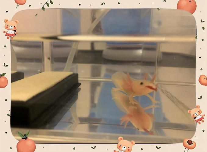 六角龍飼養(yǎng)空間配置清單，六角龍飼養(yǎng)空間配置清單（墨西哥鈍口螈）飼養(yǎng)空間配置清單