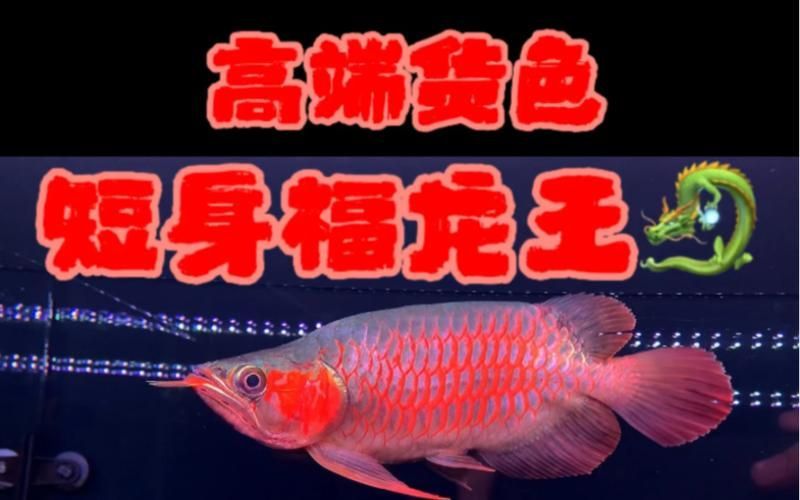 短身和長身龍魚的價格差異大嗎？，短身和長身龍魚的價格差異不是絕對的，而是根據具體情況而定