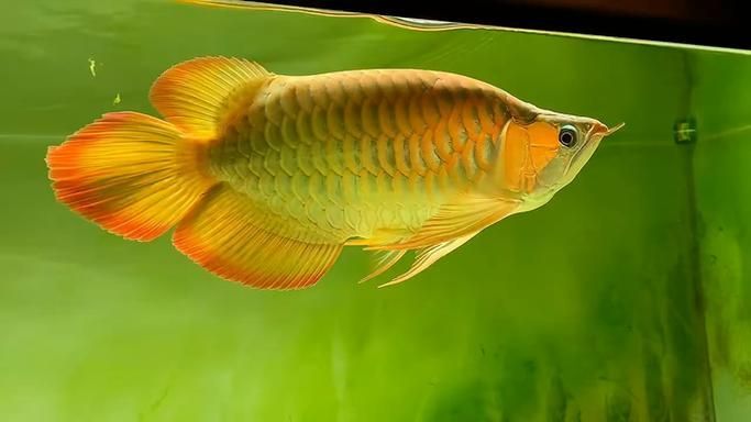 短身和長身龍魚的價格差異大嗎？，短身和長身龍魚的價格差異不是絕對的，而是根據具體情況而定