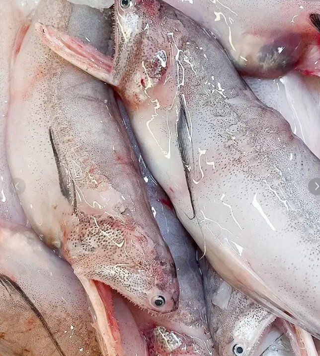 六盤水龍魚有哪些功效和作用？，六盤水龍魚有哪些功效和作用六盤水龍魚有哪些功效和作用 六盤水龍魚有哪些功效和作用？，六盤水龍魚有哪些功效和作用六盤水龍魚有哪些功效和作用 龍魚百科 第1張