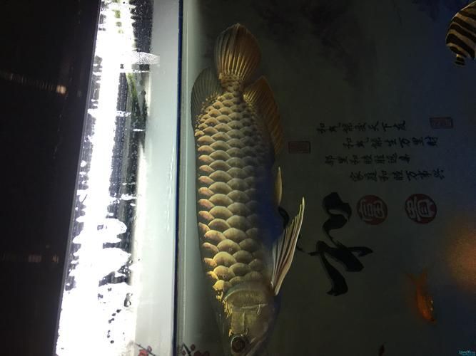 古典金龍珠鱗最簡單三個步驟,古典金龍珠相鑒定 龍魚百科 第5張 古典金龍珠鱗最簡單三個步驟,古典金龍珠相鑒定 古典金龍珠鱗最簡單三個步驟,古典金龍珠相鑒定 龍魚百科 第5張