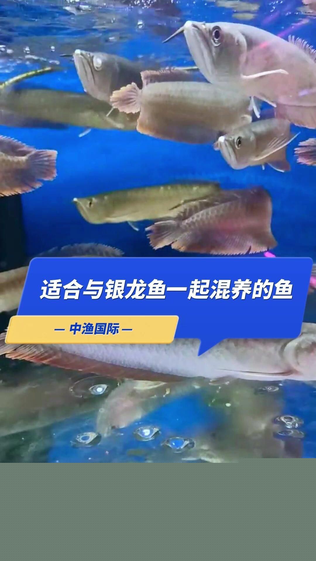 除了飛鳳魚，還有哪些魚可以和銀龍魚混養？