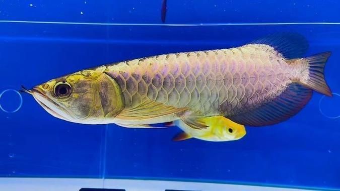 龍魚品種排行榜有哪些變化，龍魚品種排行榜