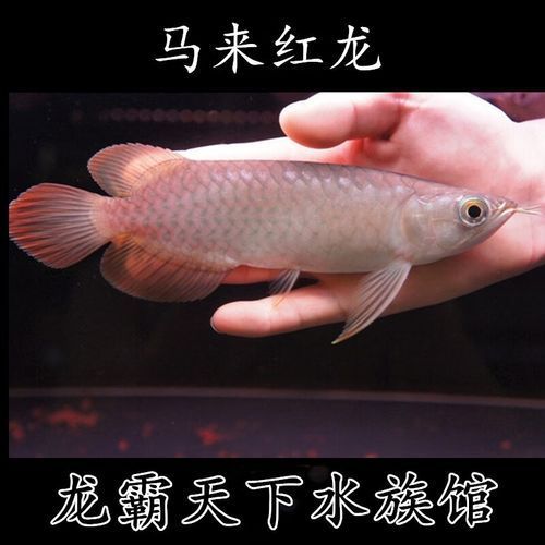 龍魚品種排行榜有哪些變化，龍魚品種排行榜