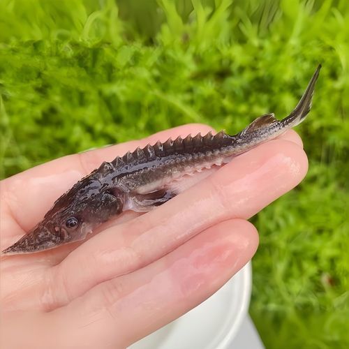 哪些地區可以合法購買到人工養殖的鱘龍魚？，哪些地區可以合法養殖鱘龍魚？