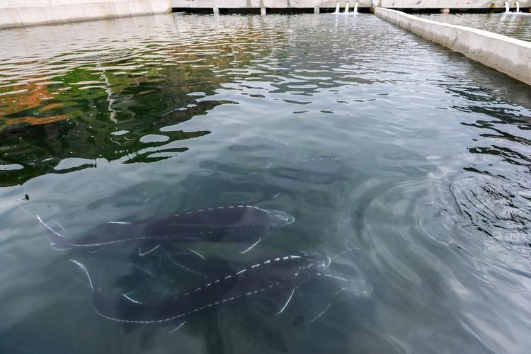 哪些地區(qū)可以合法購買到人工養(yǎng)殖的鱘龍魚？，哪些地區(qū)可以合法養(yǎng)殖鱘龍魚？