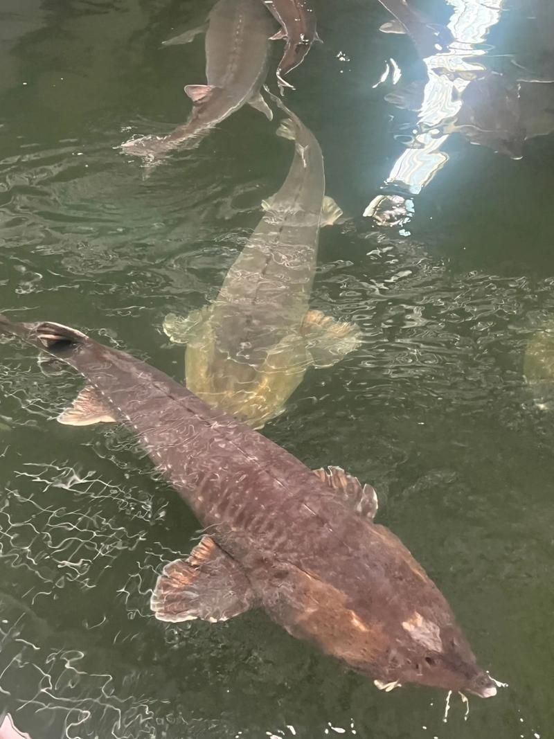 哪些地區可以合法購買到人工養殖的鱘龍魚？，哪些地區可以合法養殖鱘龍魚？