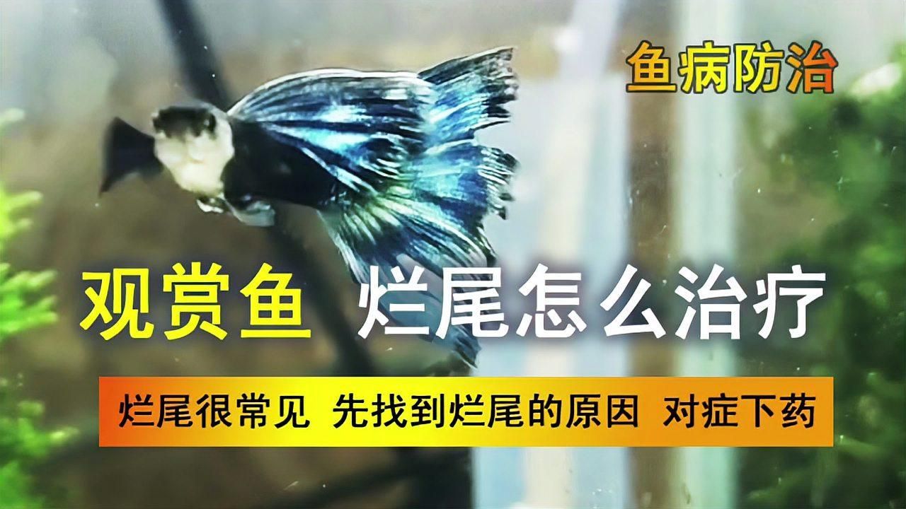 魚爛尾用什么藥治療，觀賞魚爛尾用什么藥治療魚爛尾用什么藥治療魚爛尾最有效