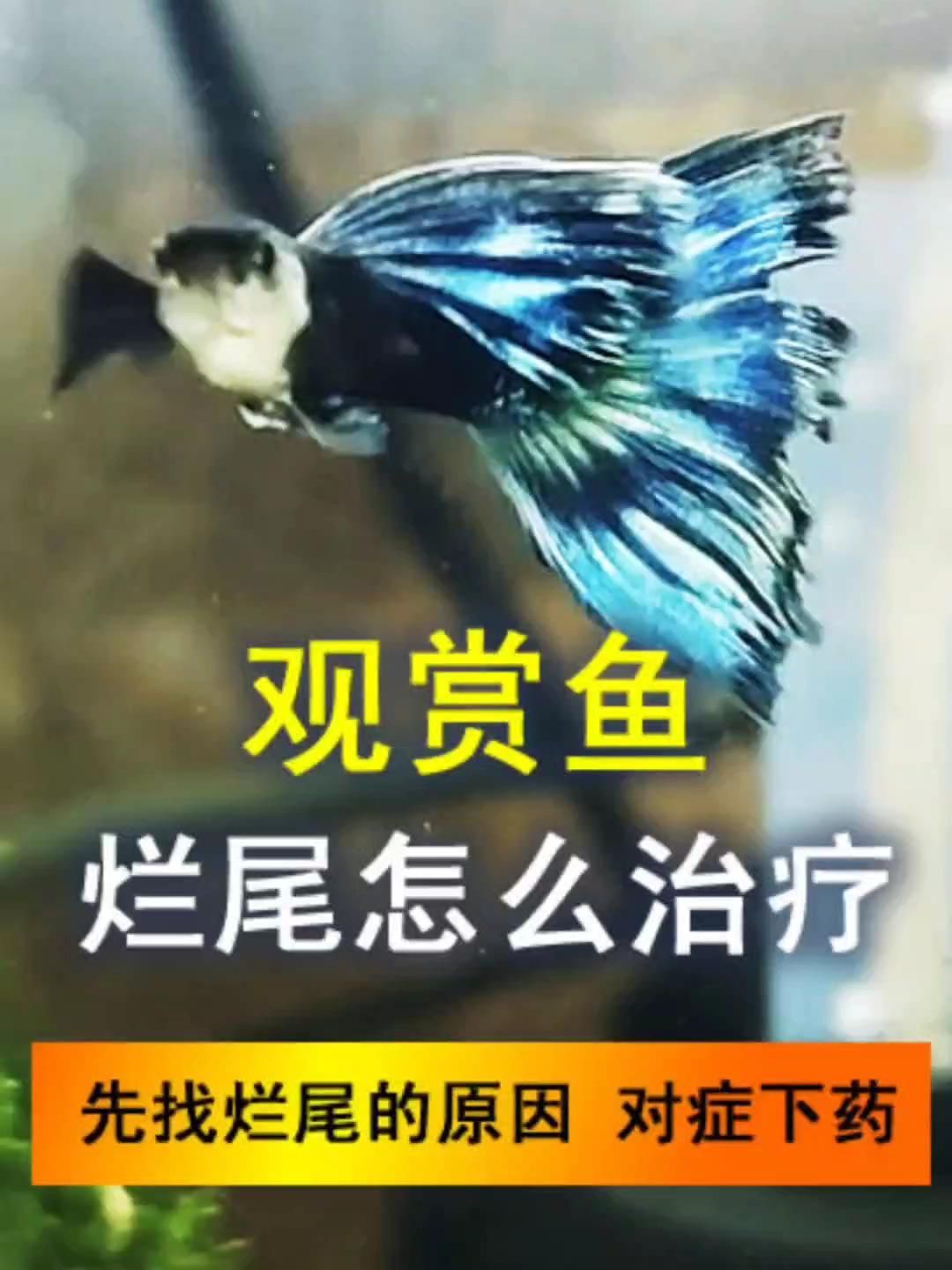魚爛尾用什么藥治療，觀賞魚爛尾用什么藥治療魚爛尾用什么藥治療魚爛尾最有效 魚爛尾用什么藥治療，觀賞魚爛尾用什么藥治療魚爛尾用什么藥治療魚爛尾最有效 龍魚百科 第2張