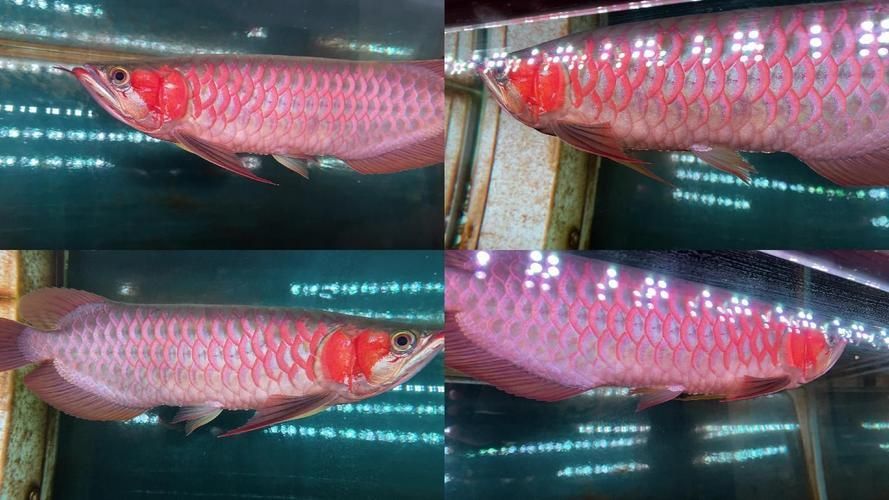 如何預防紅龍魚凸眼病，新手必看|觀賞魚常見疾病治療指南