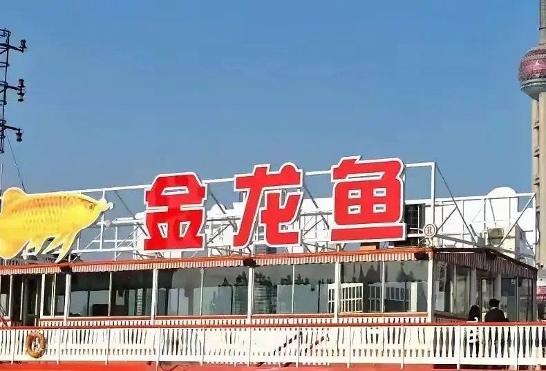 金龍魚爭議產品有哪些替代選擇，金龍魚、西王食油、魯花花生油、多力葵花籽油、多力葵花籽油 金龍魚爭議產品有哪些替代選擇，金龍魚、西王食油、魯花花生油、多力葵花籽油、多力葵花籽油 龍魚百科 第2張