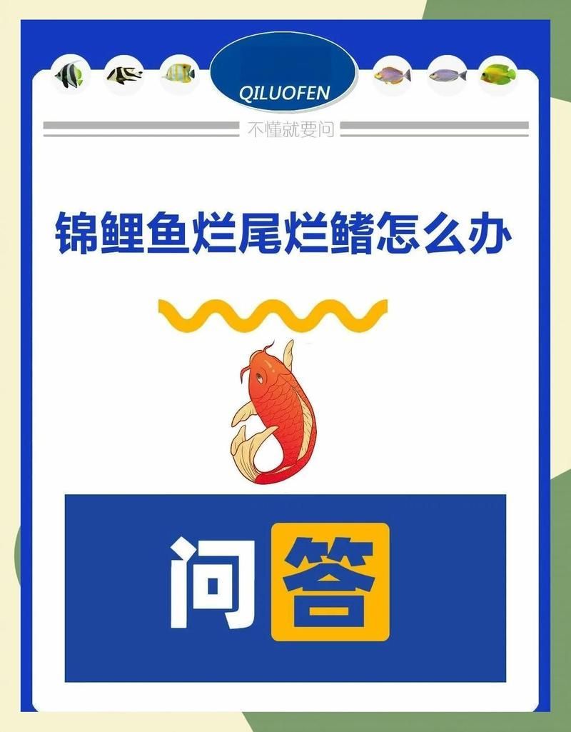 如何預防錦鯉爛鰭的發生，如何預防錦鯉爛鰭