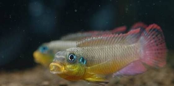 翡翠鳳凰魚，翡翠鳳凰魚用戶要求詳解“翡翠鳳凰魚”并要求1000字描述 翡翠鳳凰魚，翡翠鳳凰魚用戶要求詳解“翡翠鳳凰魚”并要求1000字描述 龍魚百科 第1張