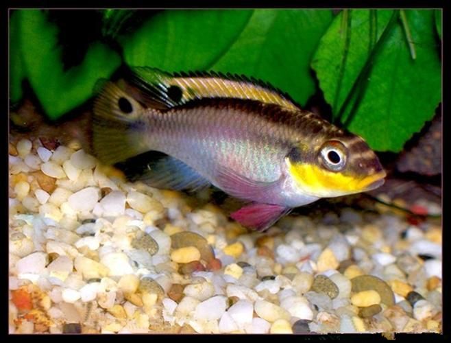 翡翠鳳凰魚，翡翠鳳凰魚用戶要求詳解“翡翠鳳凰魚”并要求1000字描述 翡翠鳳凰魚，翡翠鳳凰魚用戶要求詳解“翡翠鳳凰魚”并要求1000字描述 龍魚百科 第4張