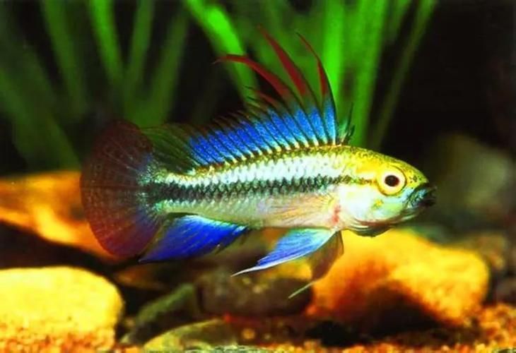 翡翠鳳凰魚，翡翠鳳凰魚用戶要求詳解“翡翠鳳凰魚”并要求1000字描述 翡翠鳳凰魚，翡翠鳳凰魚用戶要求詳解“翡翠鳳凰魚”并要求1000字描述 龍魚百科 第2張