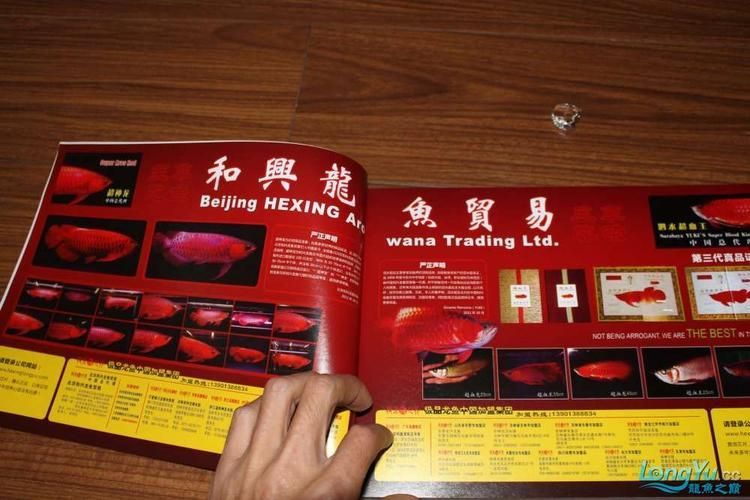 龍魚專刊最新一期2024年在哪里可以觀看?,“龍魚專刊”2024年最新一期2024年在哪里可以觀看 龍魚百科 第2張 龍魚專刊最新一期2024年在哪里可以觀看?,“龍魚專刊”2024年最新一期2024年在哪里可以觀看 龍魚專刊最新一期2024年在哪里可以觀看?,“龍魚專刊”2024年最新一期2024年在哪里可以觀看 龍魚百科 第2張
