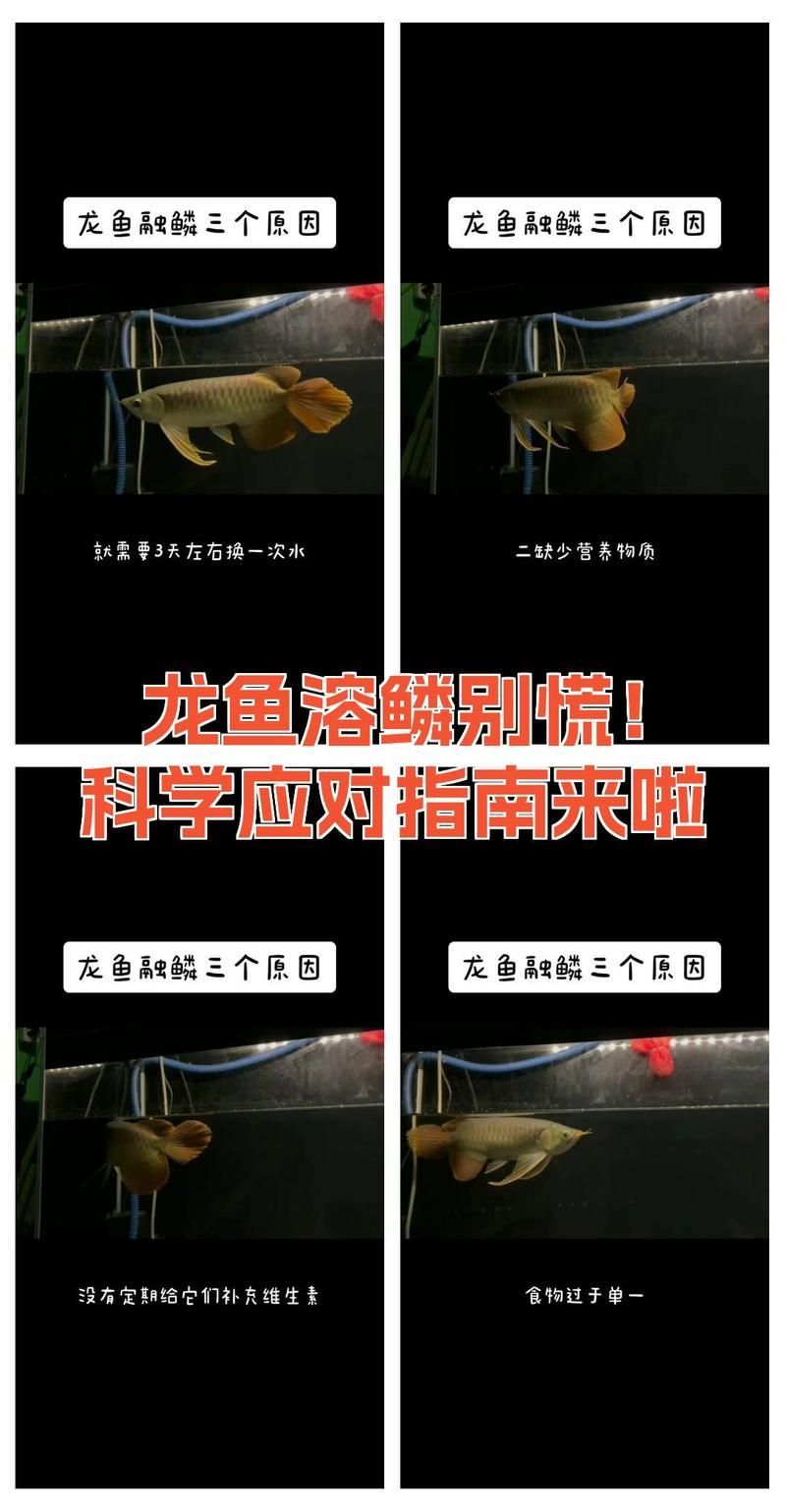 龍魚充血溶鱗期間需要特別護(hù)理嗎，龍魚充血溶鱗期間需要特別護(hù)理嗎科學(xué)應(yīng)對(duì)指南來(lái)啦