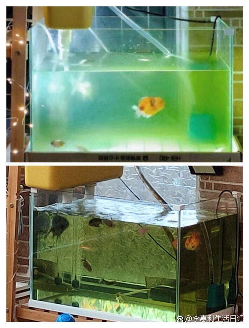 哪種方法去除魚缸綠水最有效？，生活日記，魚缸水變綠11個方法教你解決萌寶糖 哪種方法去除魚缸綠水最有效？，生活日記，魚缸水變綠11個方法教你解決萌寶糖 龍魚百科 第2張
