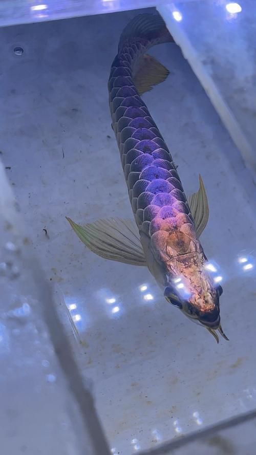 能提供更多過(guò)背金龍魚(yú)的圖片嗎？，過(guò)背金龍魚(yú)的養(yǎng)殖與鑒賞