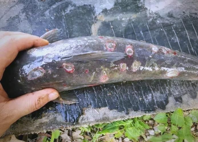 魚身上潰爛如何治療最有效，關于魚身上潰爛病治療