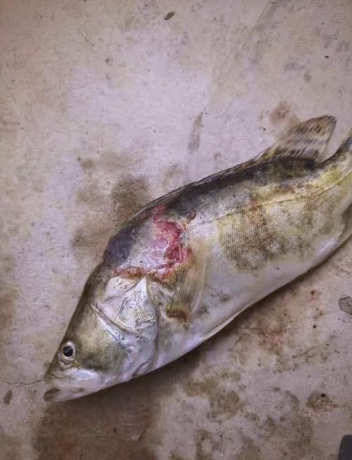 魚身上潰爛如何治療最有效，關于魚身上潰爛病治療