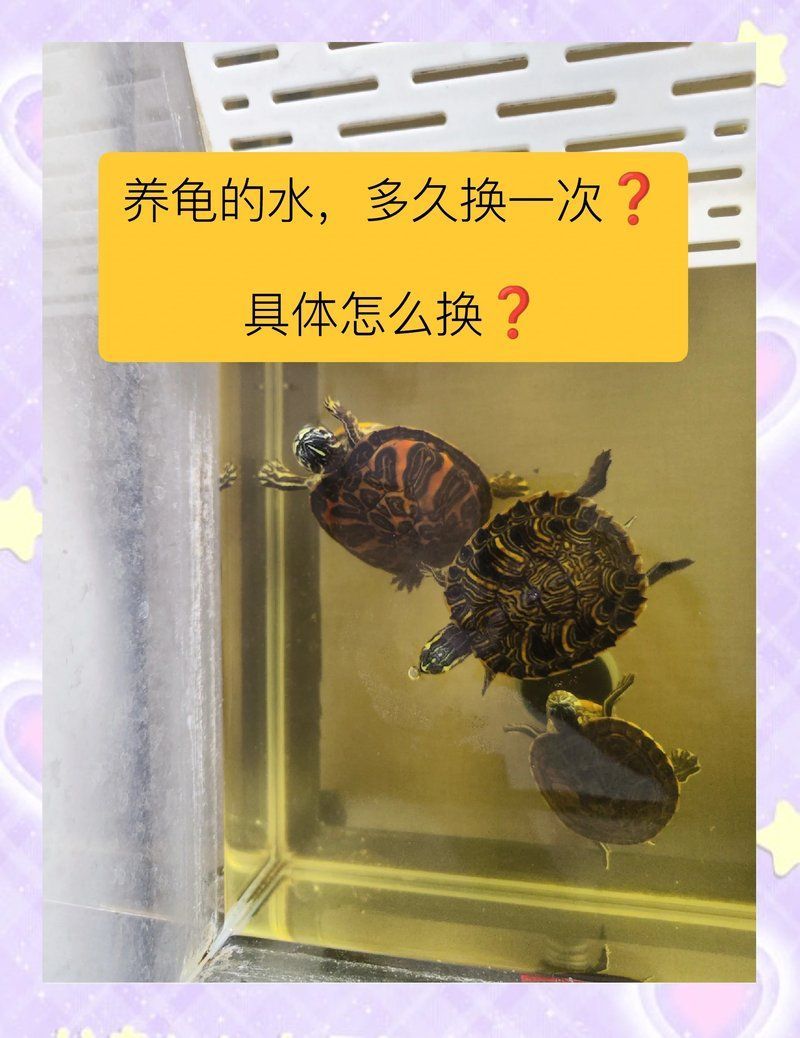 龍龜多久換一次水，龍龜多久換一次水，