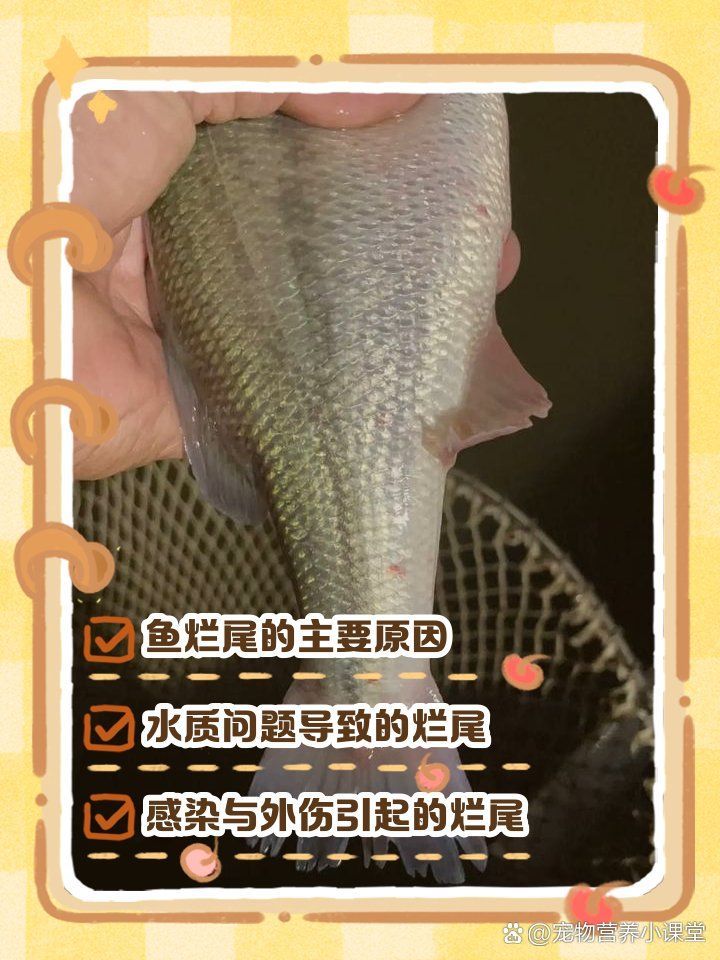 魚尾巴爛了會感染嗎，魚尾巴爛了會感染嗎金魚尾巴爛了會感染嗎