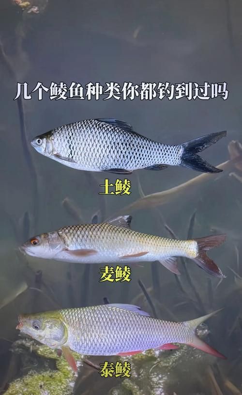 廣東觀魚釣場有哪些特色魚種，圖鑒廣東觀魚釣場
