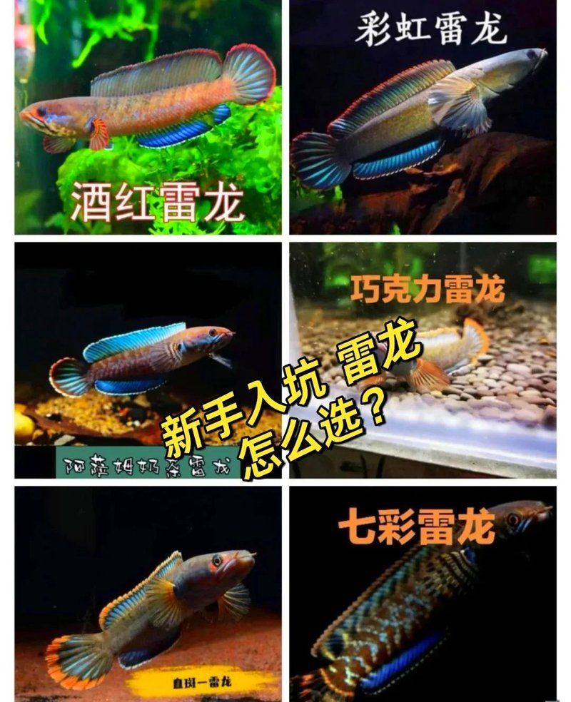 給我推薦一些適合新手的雷龍魚，適合新手的雷龍魚品種推薦 給我推薦一些適合新手的雷龍魚，適合新手的雷龍魚品種推薦 龍魚百科 第1張
