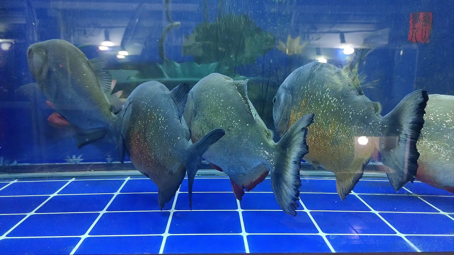 如何判斷小魚是否吃飽，判斷小魚是否吃飽的方法 如何判斷小魚是否吃飽，判斷小魚是否吃飽的方法 龍魚百科