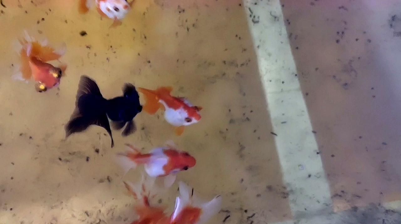如何判斷魚身紅血絲是否嚴重，如何判斷魚身紅血絲的嚴重程度 如何判斷魚身紅血絲是否嚴重，如何判斷魚身紅血絲的嚴重程度 龍魚百科 第2張