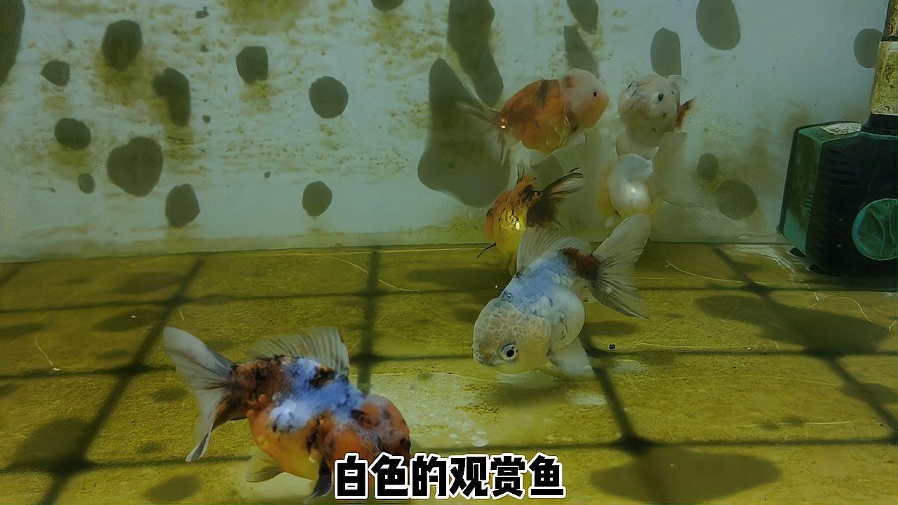 如何判斷魚身紅血絲是否嚴重，如何判斷魚身紅血絲的嚴重程度 如何判斷魚身紅血絲是否嚴重，如何判斷魚身紅血絲的嚴重程度 龍魚百科 第1張