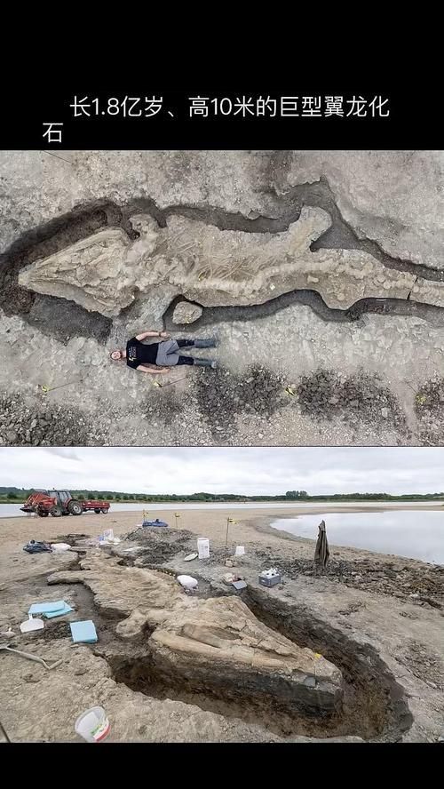 給我一些魚龍的化石圖片，三疊紀魚龍化石揭示遠古海洋生態系統復雜性的復雜性