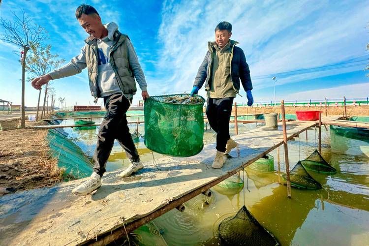 玉門龍魚養殖有哪些成功案例？ 玉門龍魚養殖有哪些成功案例？ 龍魚百科 第1張