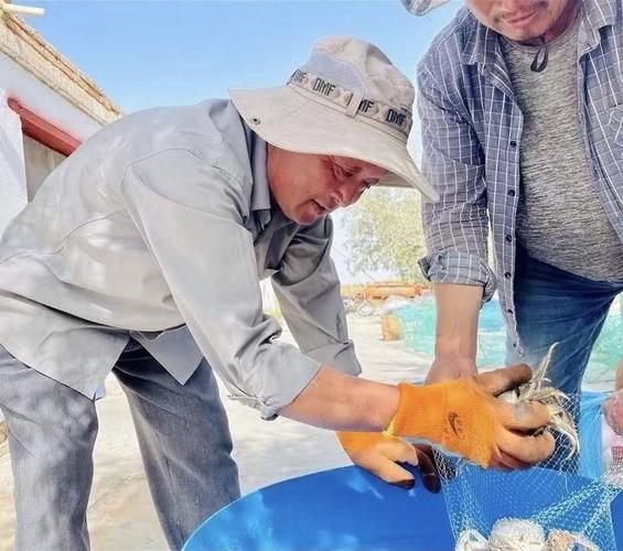 玉門龍魚養殖有哪些成功案例？ 玉門龍魚養殖有哪些成功案例？ 龍魚百科 第6張