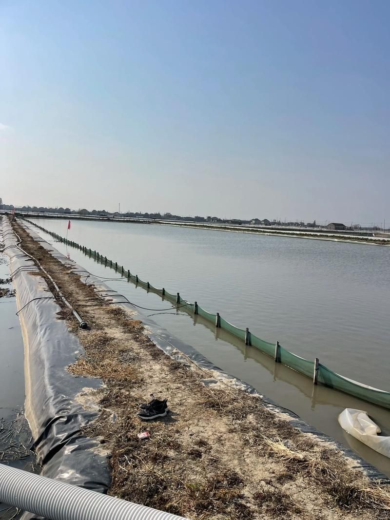 玉門龍魚養殖有哪些成功案例？ 玉門龍魚養殖有哪些成功案例？ 龍魚百科 第4張