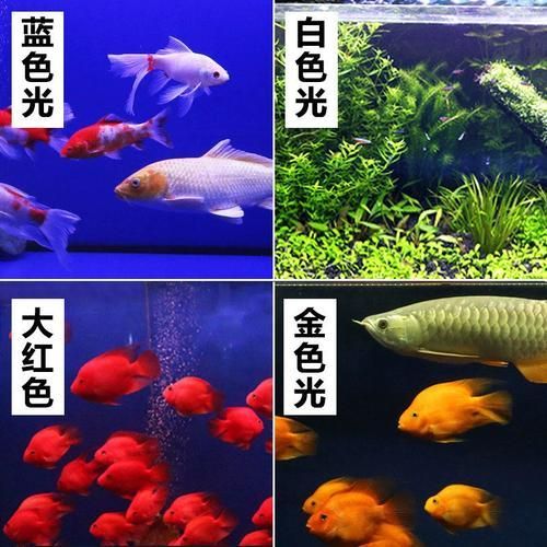 給我推薦一些適合龍魚的燈光類型，適合龍魚的燈光類型 給我推薦一些適合龍魚的燈光類型，適合龍魚的燈光類型 龍魚百科 第4張