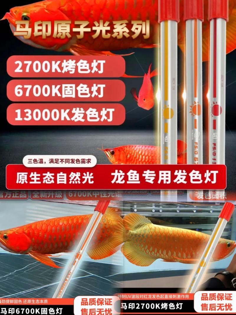 給我推薦一些適合龍魚的燈光類型，適合龍魚的燈光類型 給我推薦一些適合龍魚的燈光類型，適合龍魚的燈光類型 龍魚百科 第6張