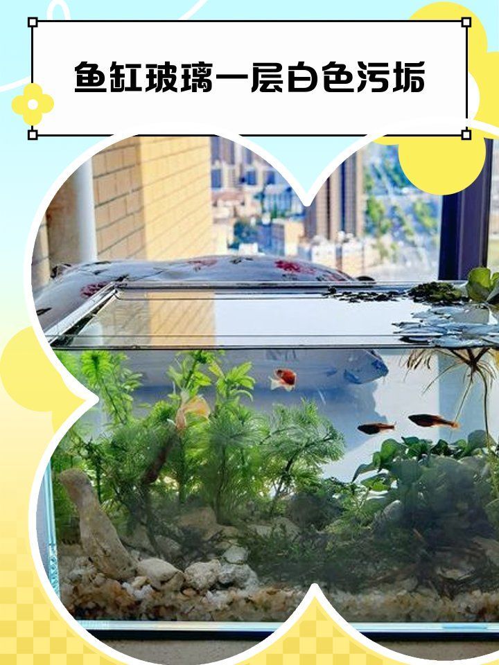 如何判斷魚(yú)缸是否需要清洗？，arxiv論文助手判斷魚(yú)缸是否需要清洗魚(yú)缸水質(zhì)安全范圍