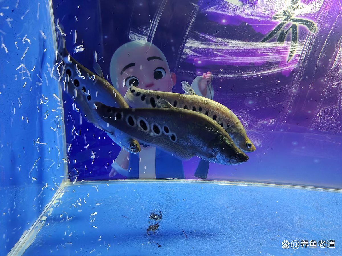 如何判斷魚(yú)缸是否需要清洗？，arxiv論文助手判斷魚(yú)缸是否需要清洗魚(yú)缸水質(zhì)安全范圍